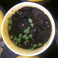 Cerastium arvense germinant